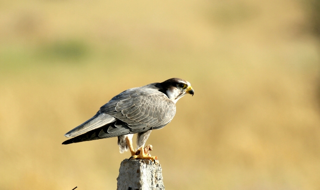 Laggar Falcon